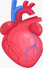 Heart